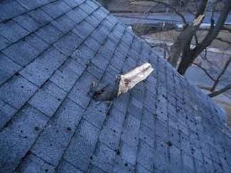 Branch in Roof Richmond Virginia Roofing