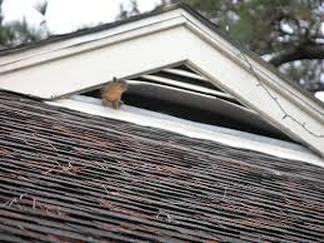 Squirrel has Pushed Through Attic Vent Richmond Virgina Roofing