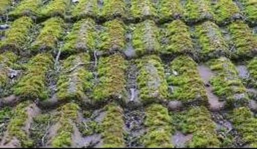 Moss on Clay Roofing Richmond Virginia Roofing